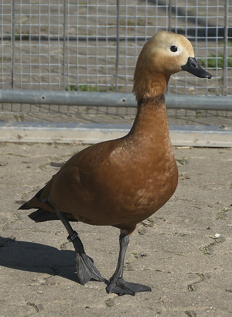 三巨头